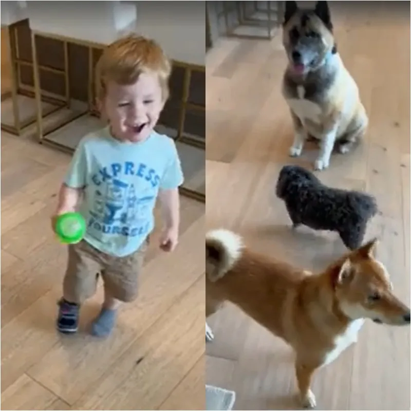 Elon Musk’s Fascinating Pet Collection: What Animals Live with the World’s Richest Innovator? 2 Elon Musk’s Fascinating Pet Collection: What Animals Live with the World’s Richest Innovator?