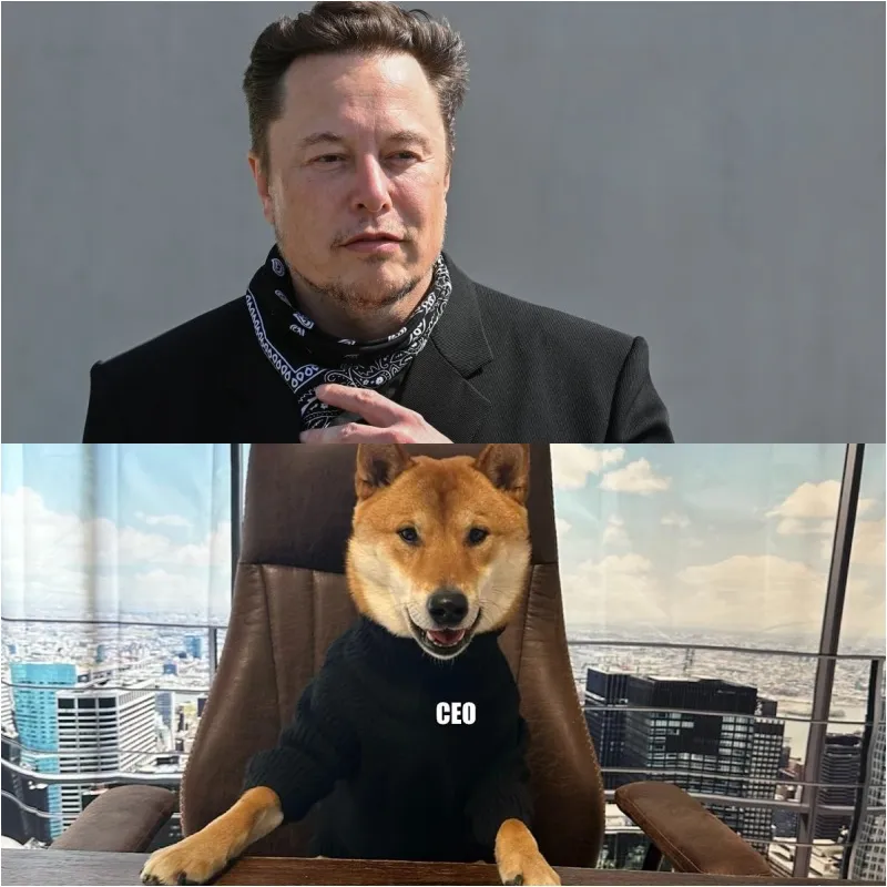 Elon Musk’s Fascinating Pet Collection: What Animals Live with the World’s Richest Innovator? 3 Elon Musk’s Fascinating Pet Collection: What Animals Live with the World’s Richest Innovator?