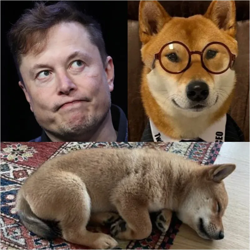 Elon Musk’s Fascinating Pet Collection: What Animals Live with the World’s Richest Innovator? 4 Elon Musk’s Fascinating Pet Collection: What Animals Live with the World’s Richest Innovator?